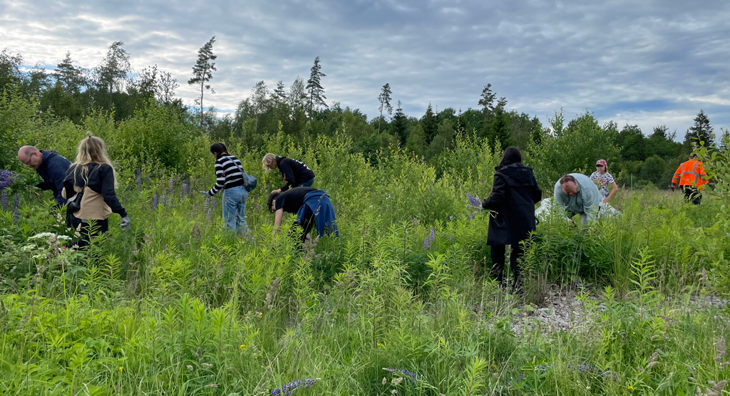 Du visar för närvarande Tack alla lupinröjare